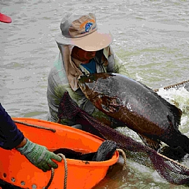 高雄永安石斑文化節 永新漁港好吃石斑魚料理